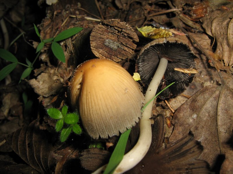 Funghi da Le Piastre